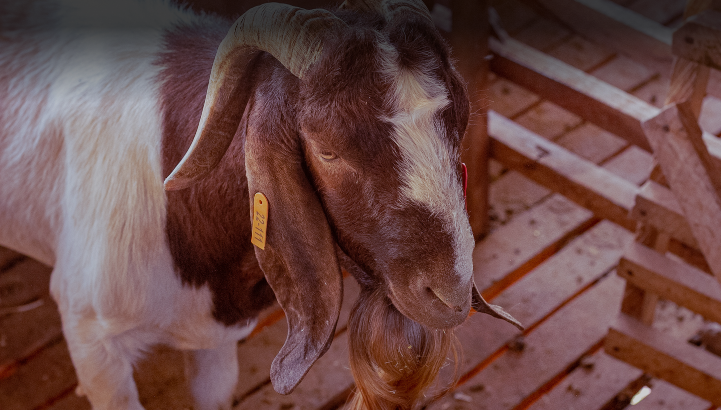 Healthy Livestock,<br />Supreme Quality