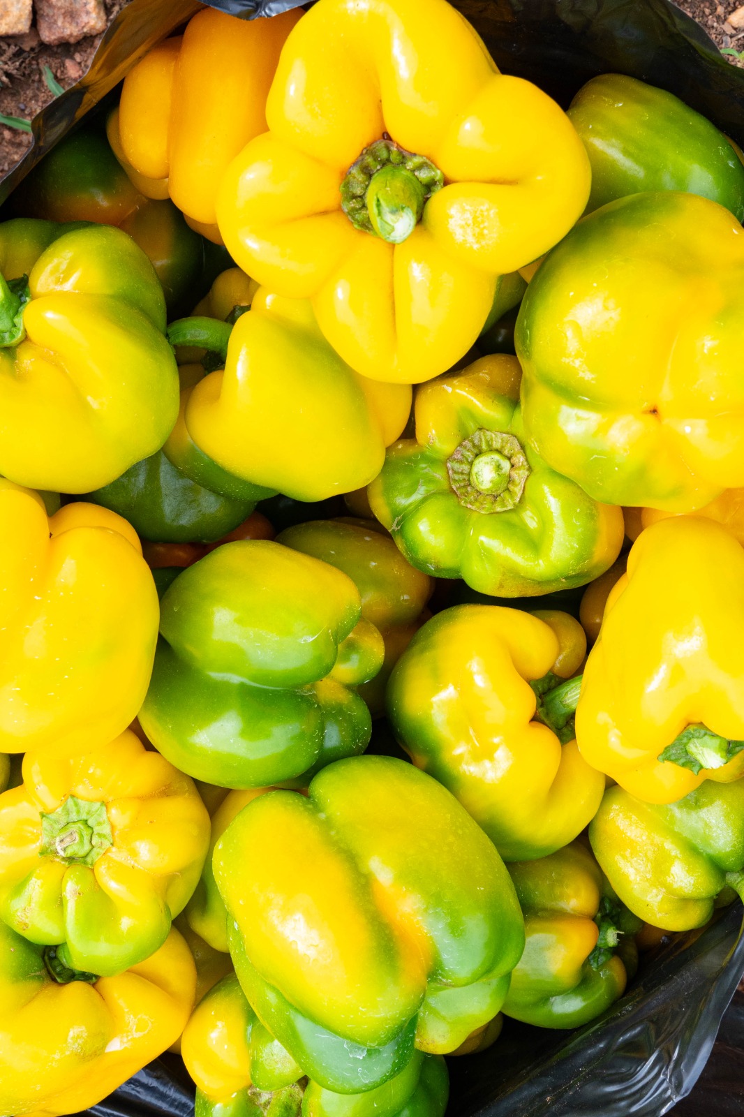 Yellow Bell Peppers (Basket)